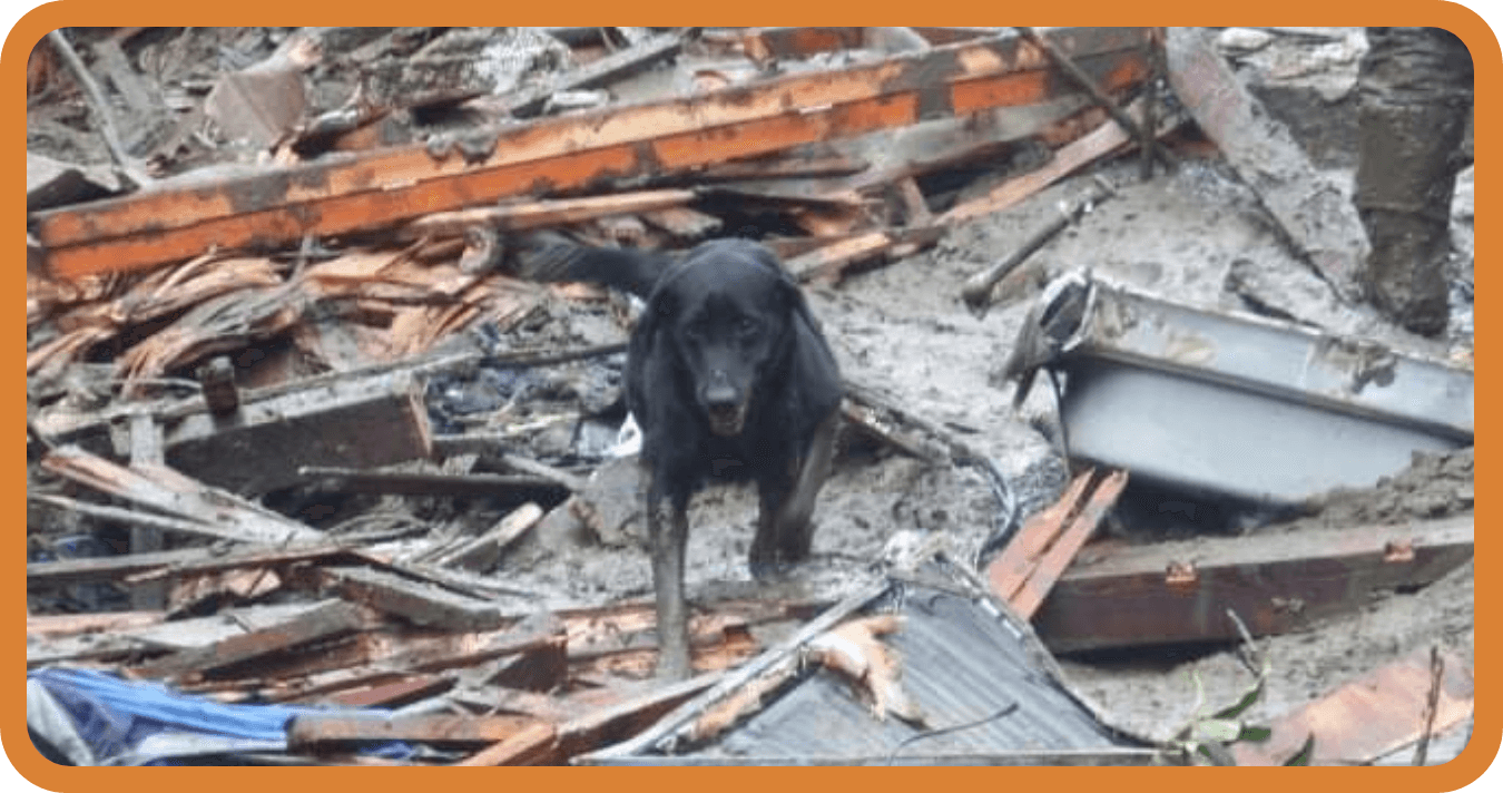 災害救助犬、介添犬の育成